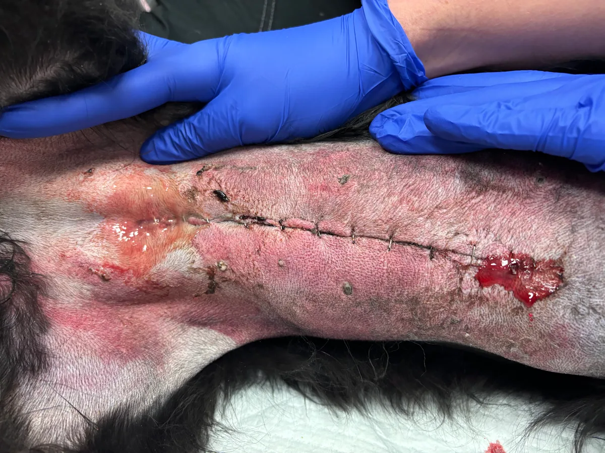 infected incision after surgery in a dog.