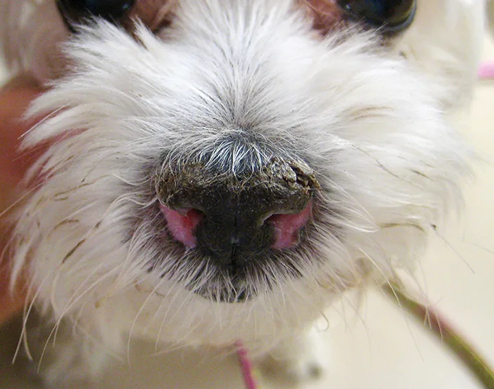 Crusted dorsal nasal planum of a dog with symmetric pink depigmentation of both lateral aspects.