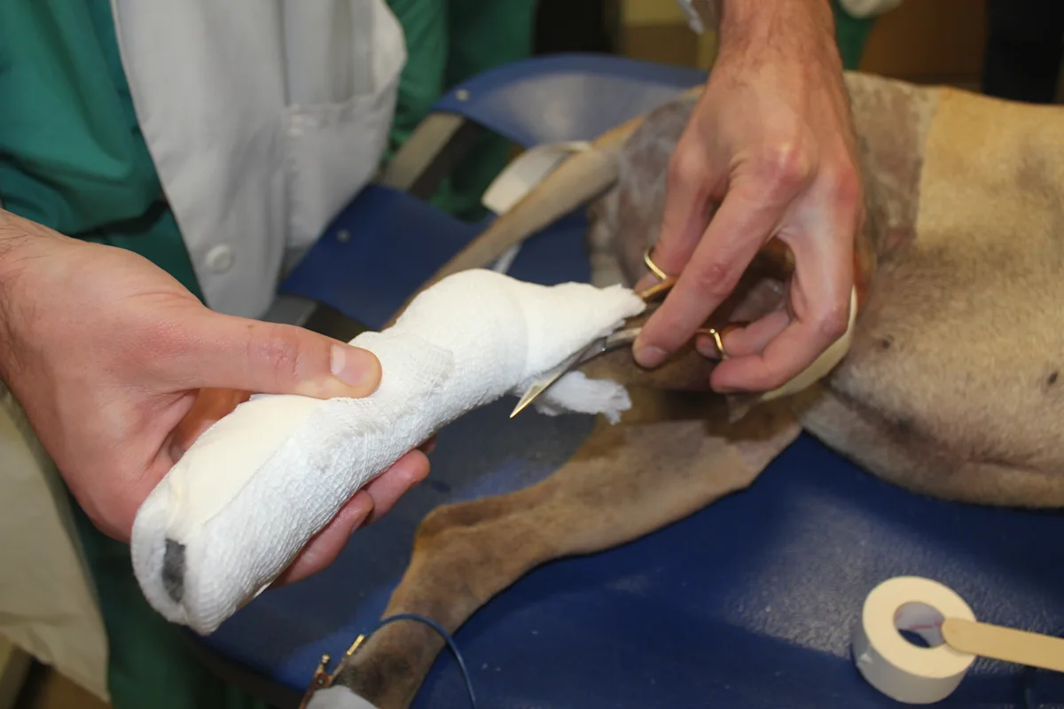 selected slide image