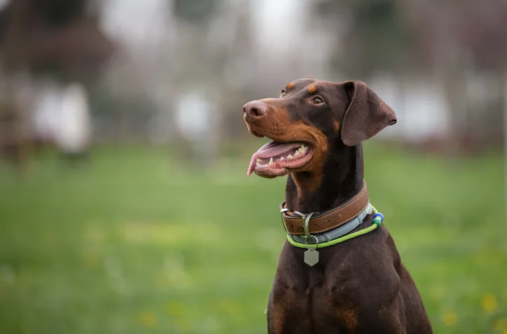 A brown Doberman pinscher sits outdoors in a grassy area, wearing a collar with tags. The dog has an alert expression, tongue out, and is surrounded by a blurred background of trees and greenery.