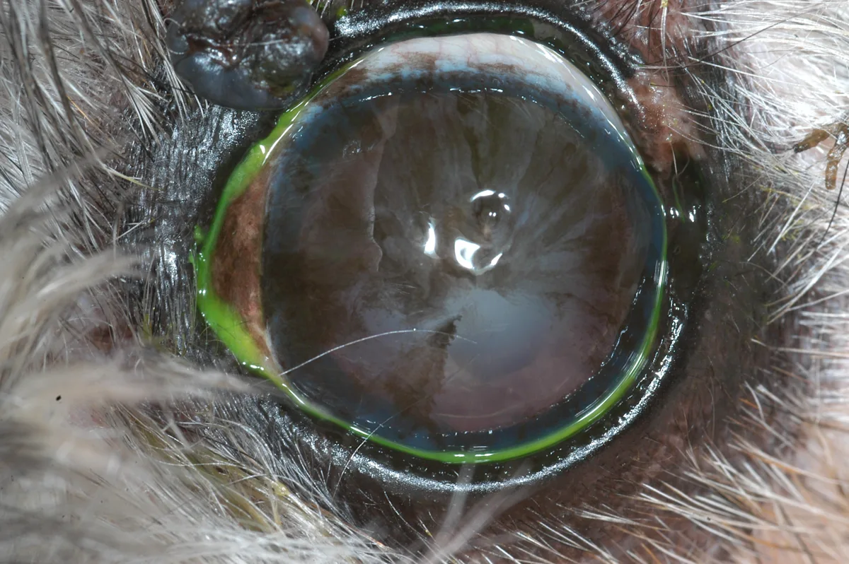 Side-by-side images showing varying degrees of brown pigmentation overlying the corneas of 2 dogs.
