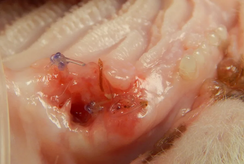 A close-up photograph of a poorly healed extraction site in a feline patient. 