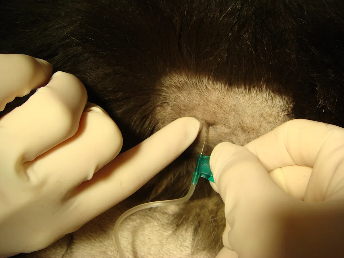 selected slide image