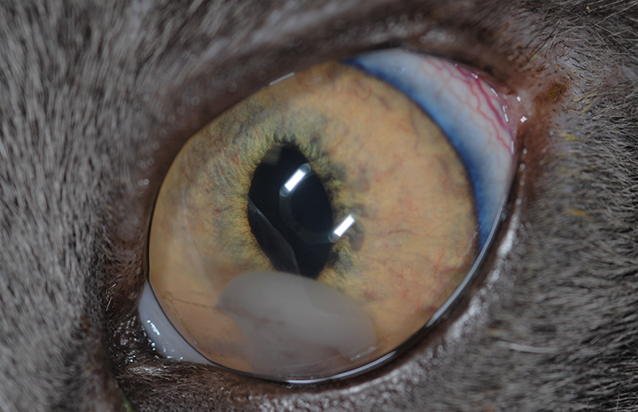 Feline uveitis outlet pictures