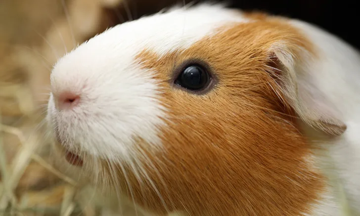 A multicolored Guinea pig.