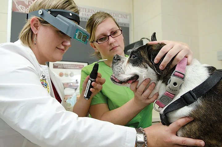 Woman holding dog’s head still while doctor with magnifying visor and transilluminator examines eyes.
