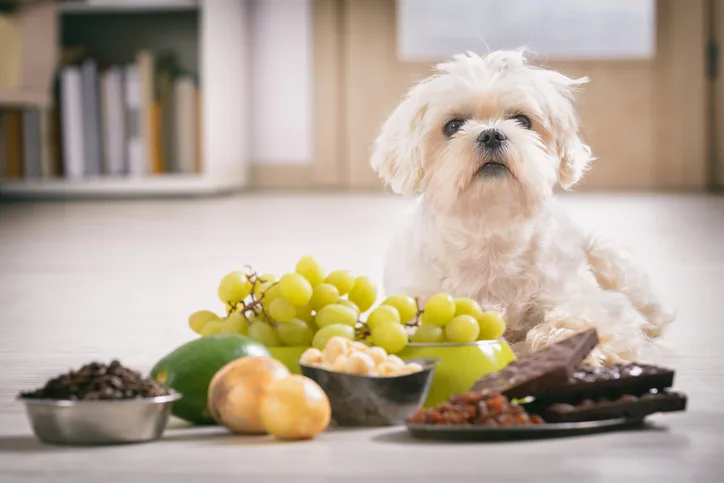 Small white dog posing with toxic foods, such as chocolate and grapes.