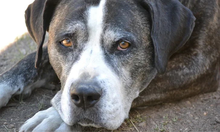 old dog with graying whiskers