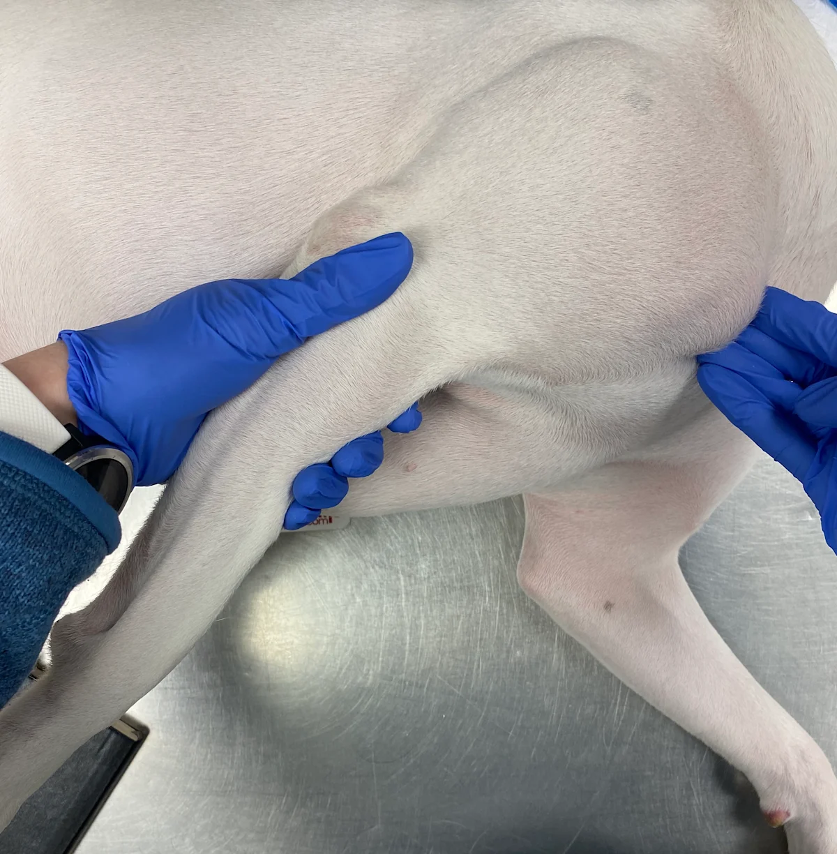 Gloved hands extending dog’s forelimb backwards while hand palpates cranial aspect of shoulder.
