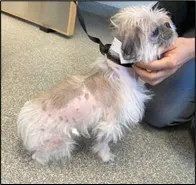 selected slide image