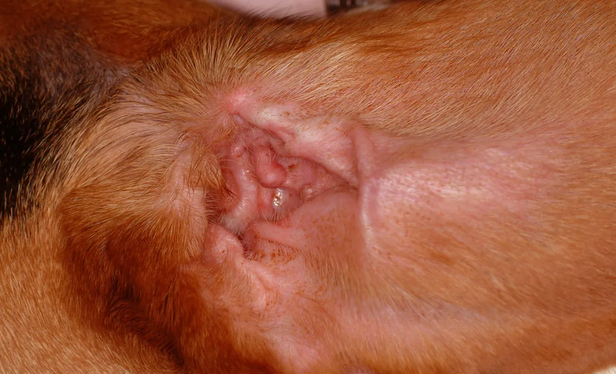 Ear canal of a dog.