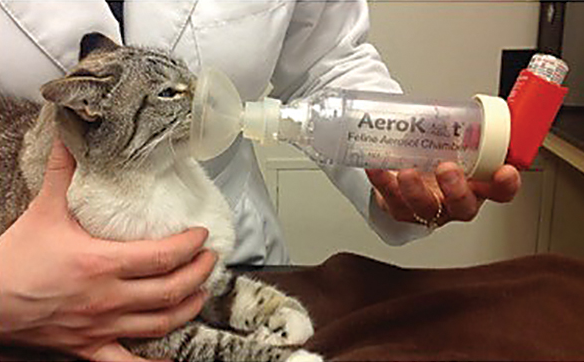 Update Diagnosis Treatment of Feline Asthma