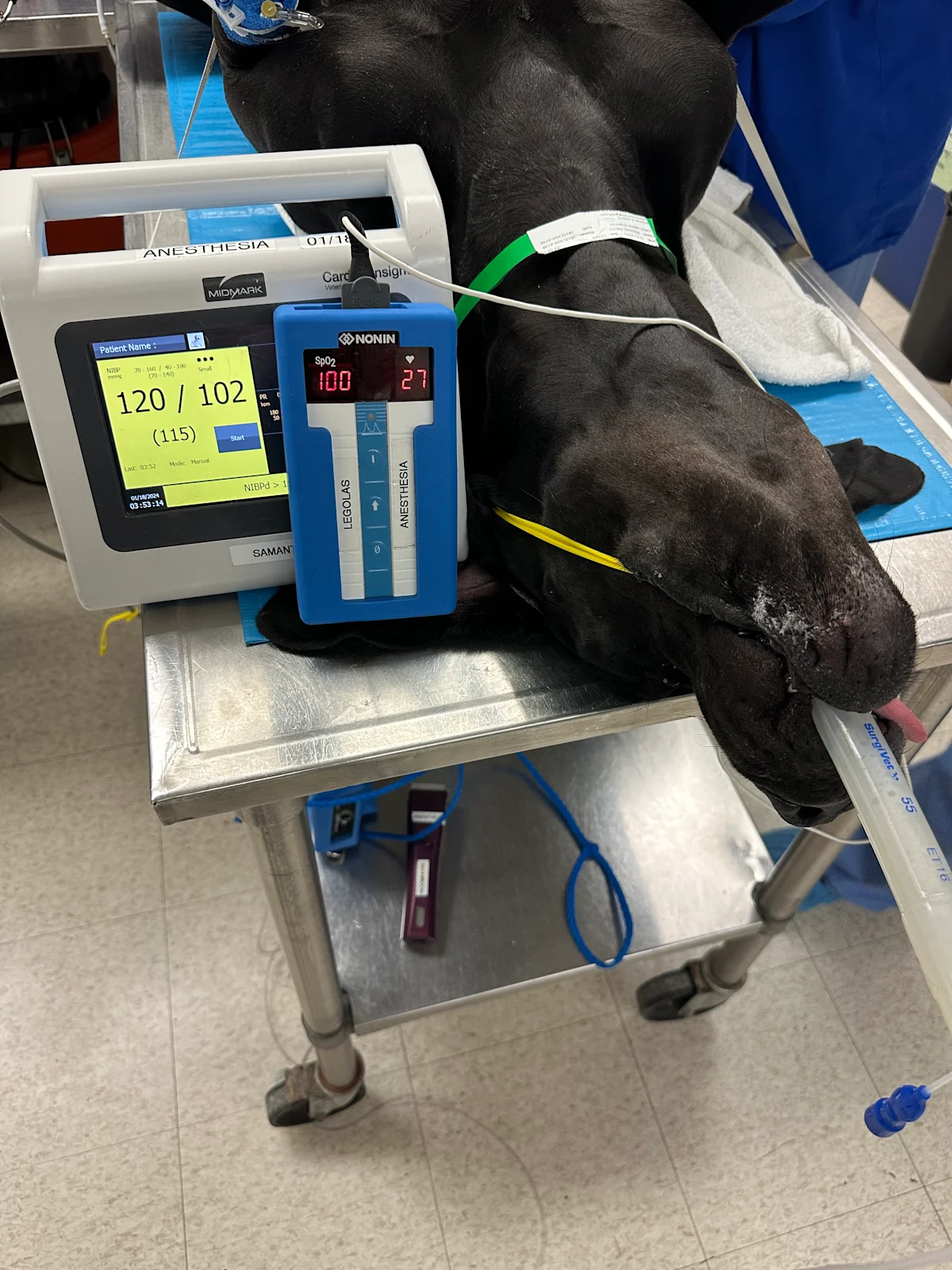 Great Dane about to undergo neutering under anesthesia.