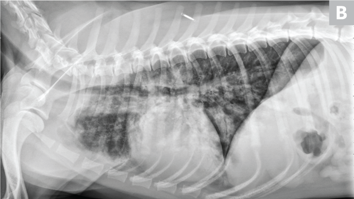 common-pulmonary-diseases-in-dogs-clinician-s-brief