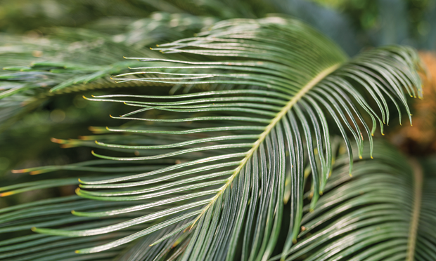 Cycad sales toxicity dogs