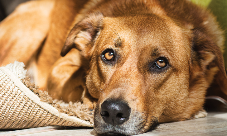 Top 5 Situations for Judicious NSAID Use in Cats & Dogs