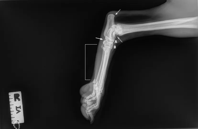 Radiographic images of a dog’s foot.