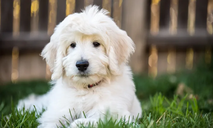A white dog sitting outside on green grass.