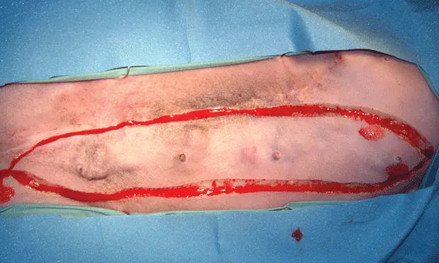 A dog in dorsal recumbency with incisions made around one mammary chain.