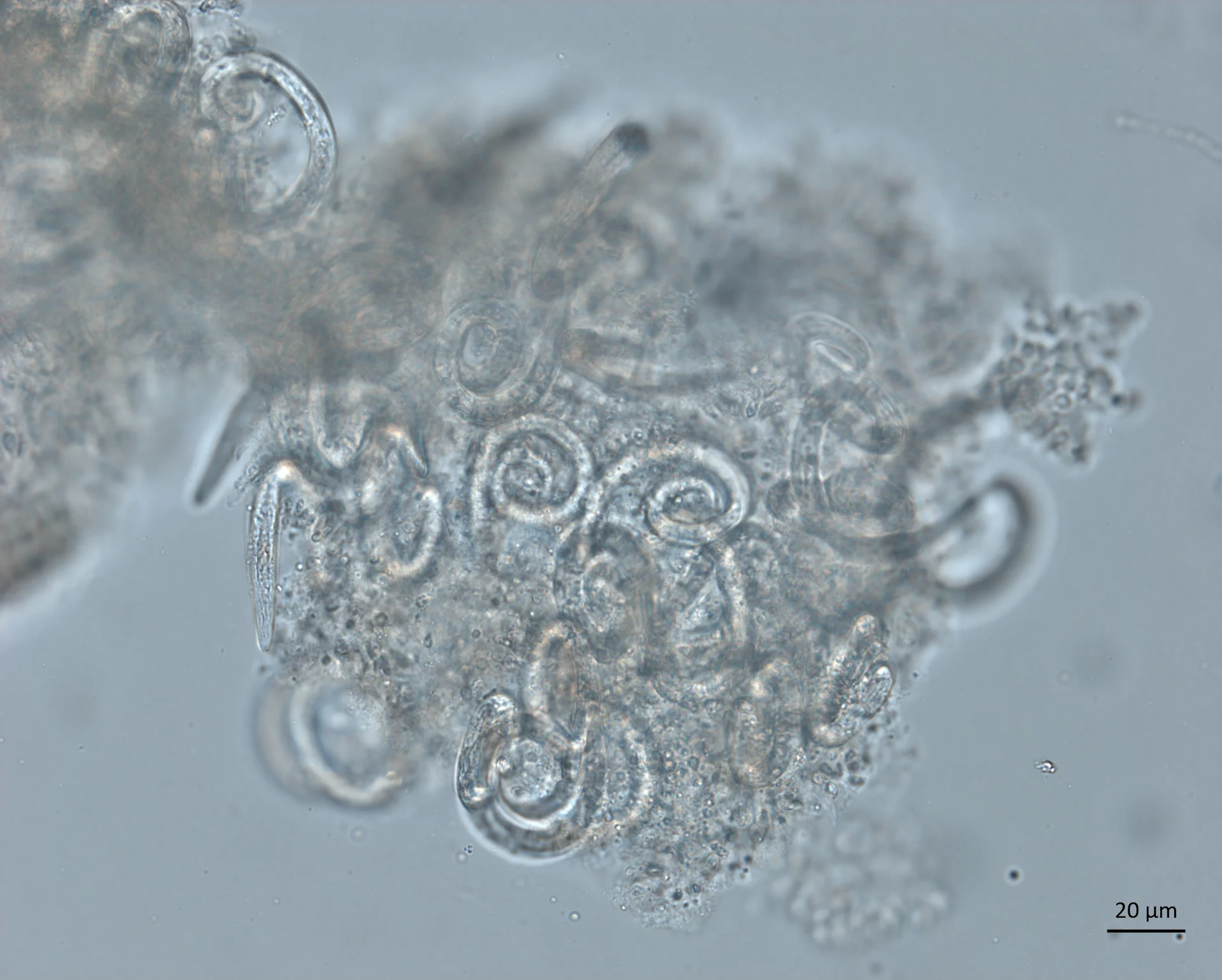 selected slide image