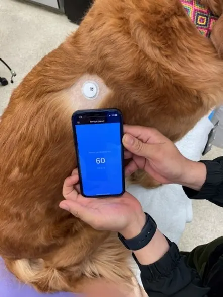 Human hands holding cellphone over dog with continuous blood glucose monitor.