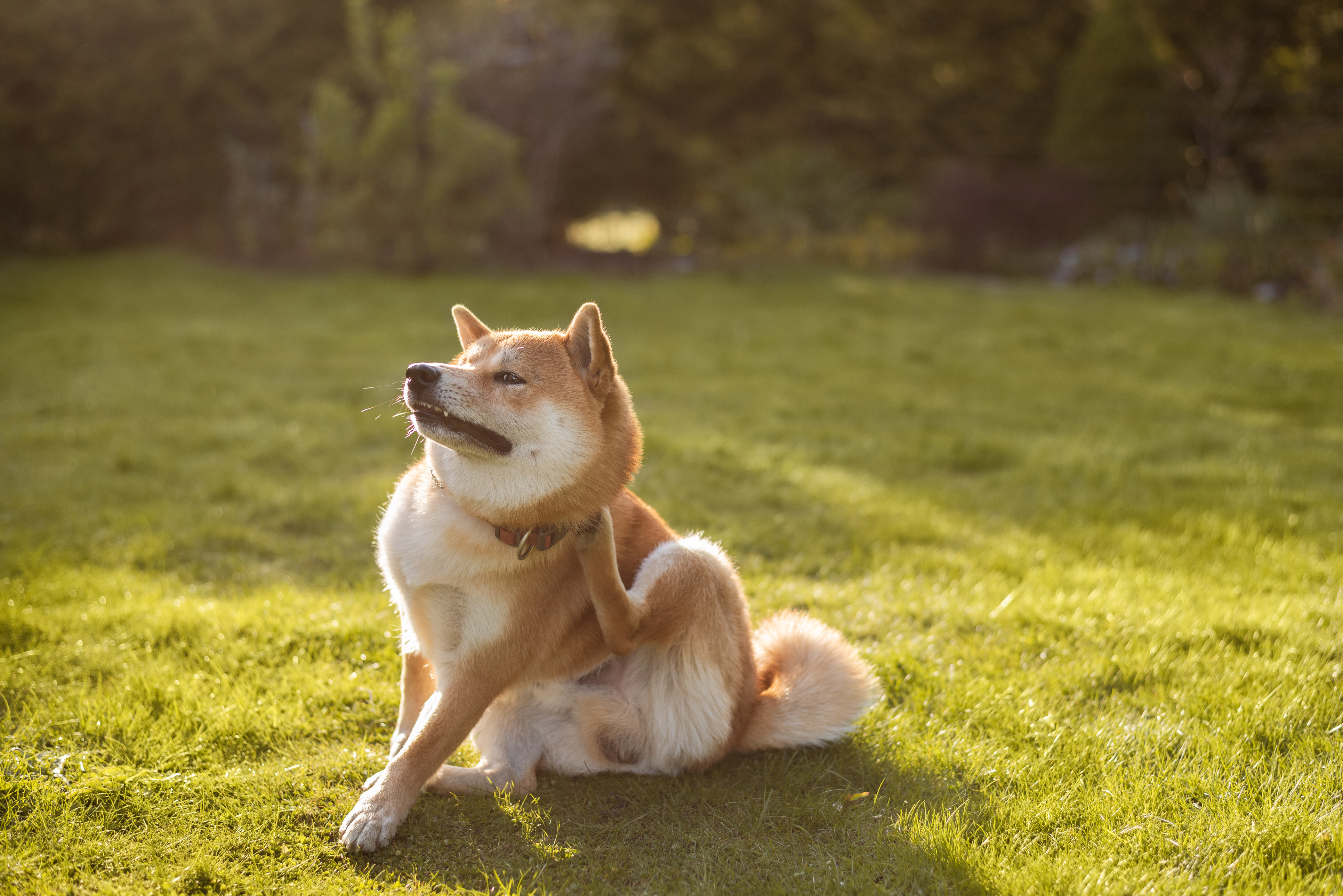 clinician’s brief vol.3 Your Go-To Resource for Veterinary Essentials & Insights