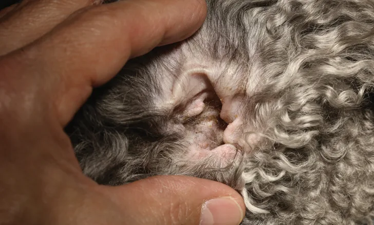 Hand holding flap of dog’s ear up to expose opening of external ear canal.
