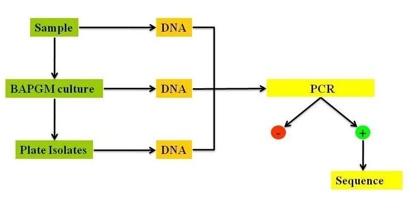 A diagram showing how samples are combined for a PCR assay.