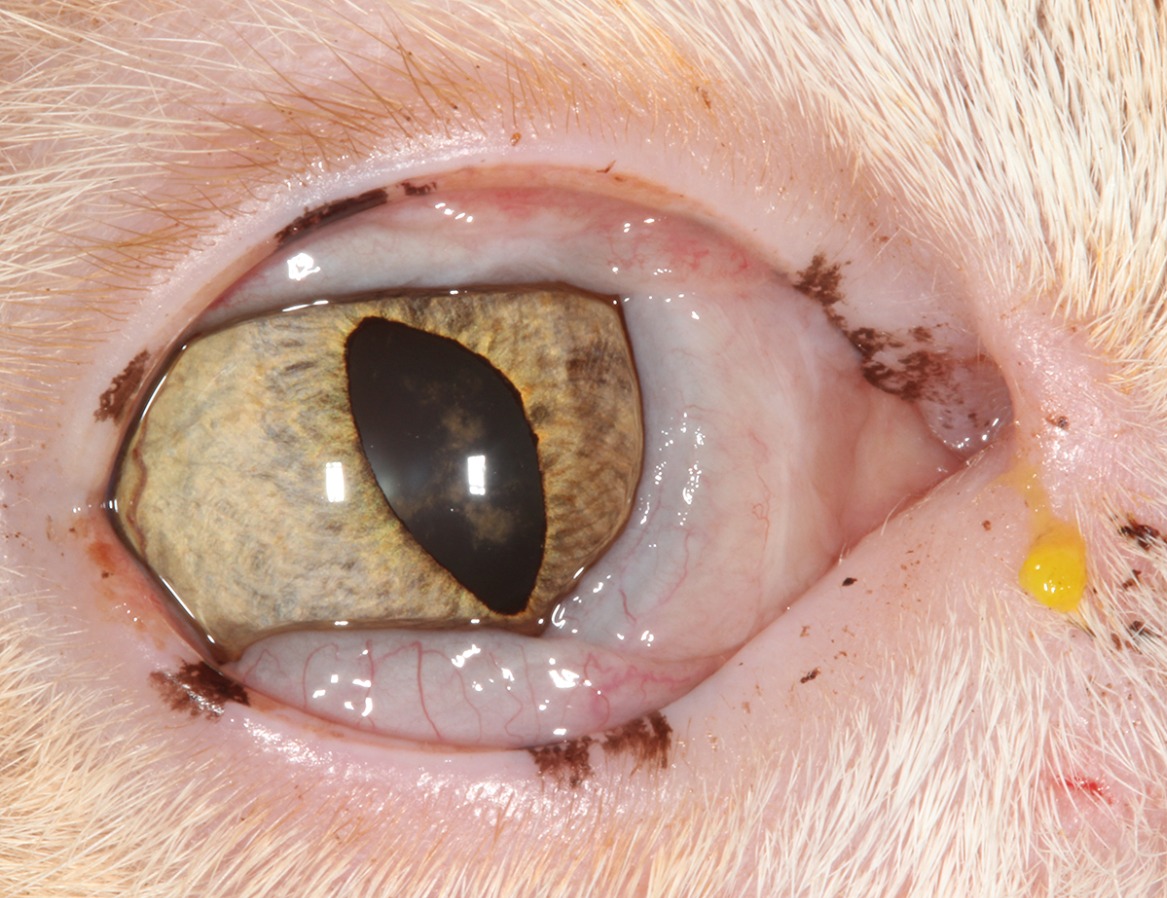 Clinical Image What Ophthalmologic Condition Does This Cat Have?