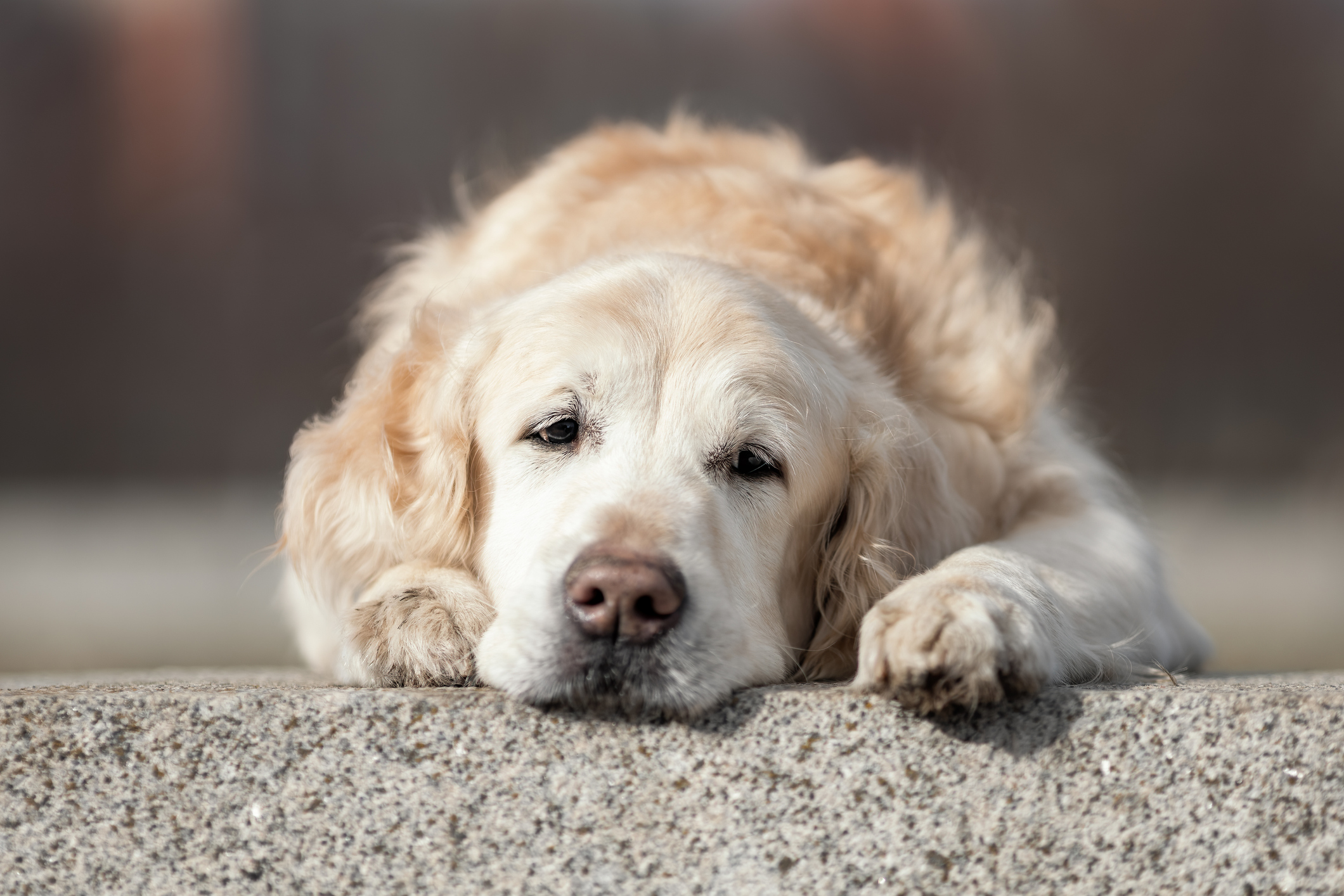 Veterinary Drugs and Therapeutics | Clinician's Brief
