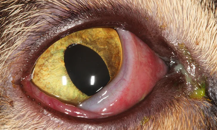 Conjunctivitis in cats treatment hotsell