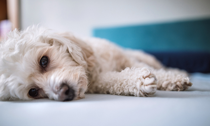 Hypoglycemia in a store dog