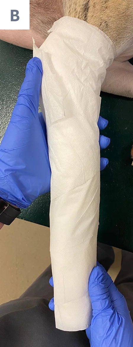 Gloved hands applying fiberglass sheets over bandage on forelimb of a dog.