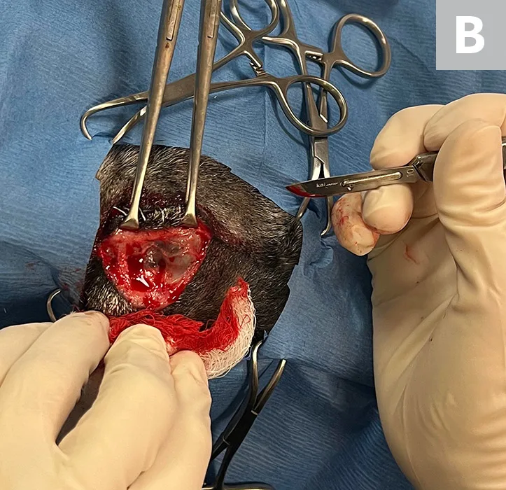 Sequence of images demonstrating technique for dissecting around eye in a dog.