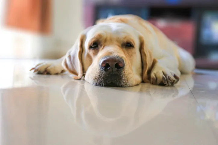 A Labrador retriever resting on a floor inside a home.