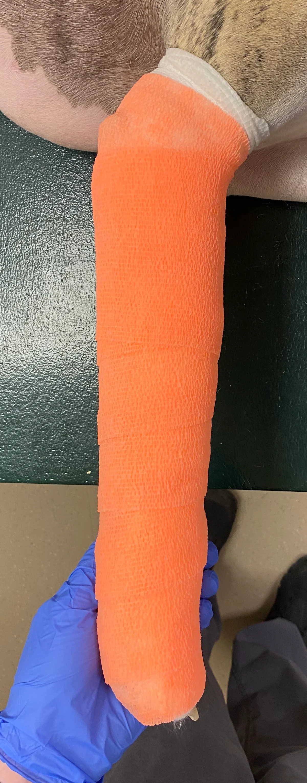 Gloved hands applying cohesive bandage over forelimb of dog and image of leg after bandage application is complete.