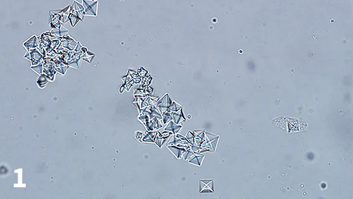 selected slide image