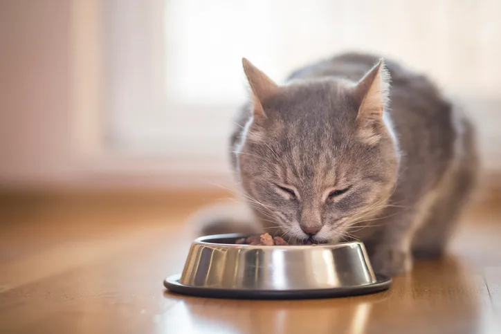 A gray cat eating from a silver food bowl on a wooden floor.