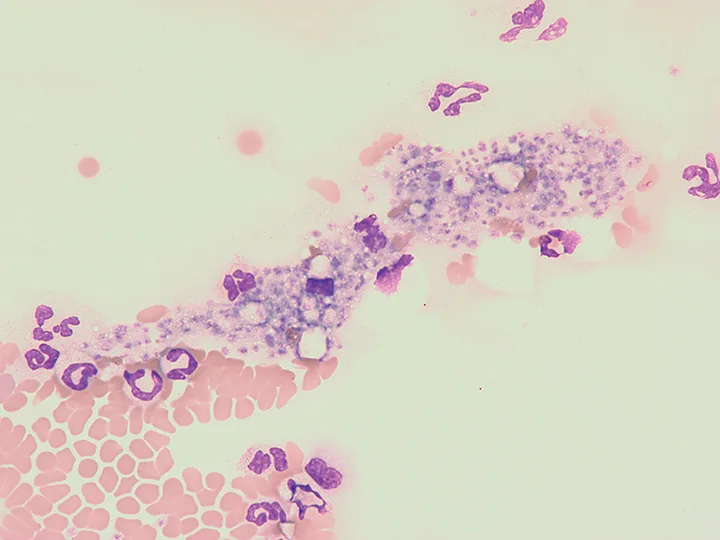 Stained canine blood smear showing red and white blood cells and platelet clumps.