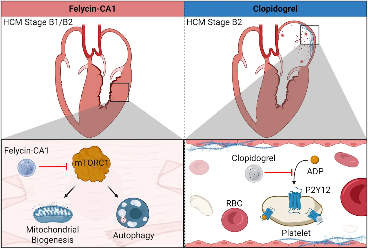 Diagrammatic representation of therapeutic treatment options in subclinical HCM and mechanisms of action for each drug. The subclinical stage for which each therapy is recommended is shown above the representative drug’s mechanism of action.