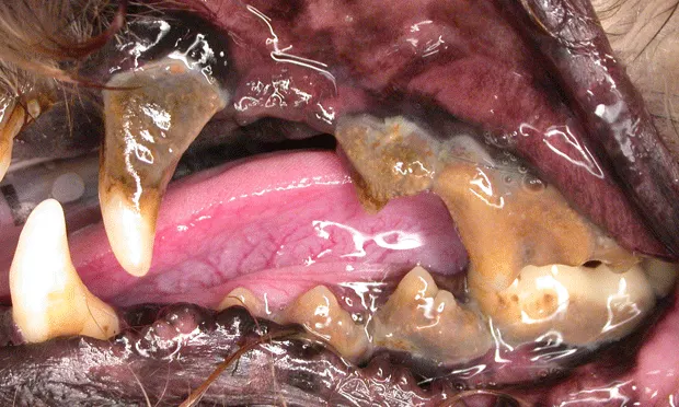 Dog periodontal disease stage 4 treatment hotsell