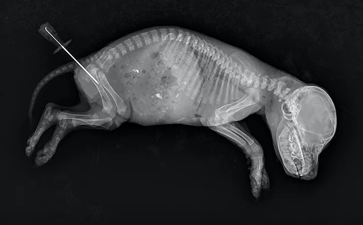 Full-body x-ray of neonate with intraosseous needle in place within femur.