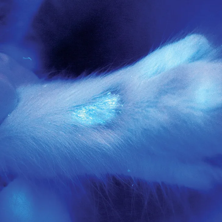 Brightly fluorescing alopecic lesion on dorsal cat paw.