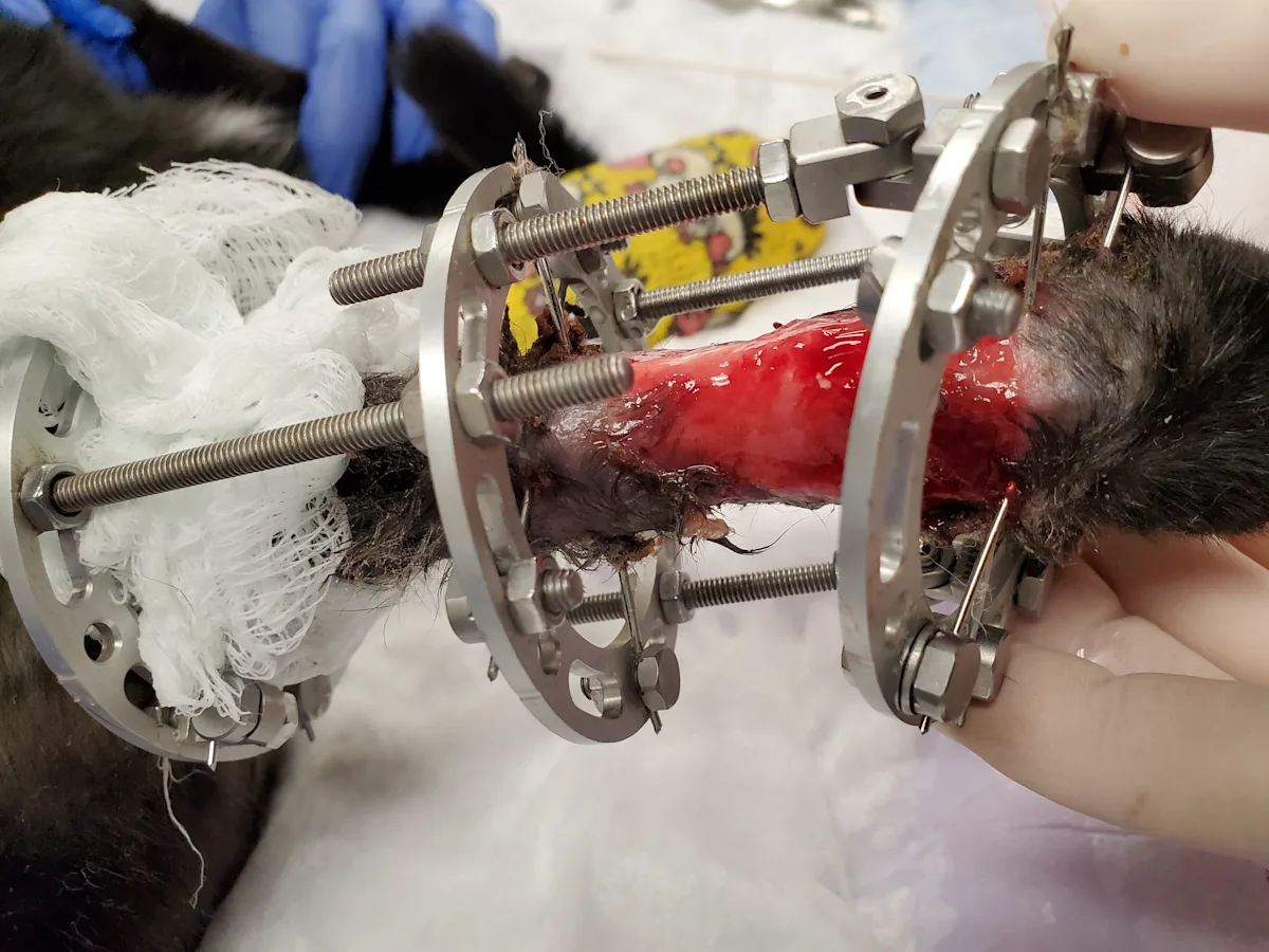 A cat has an external fixator placed on the left carpus, with an infected open wound.