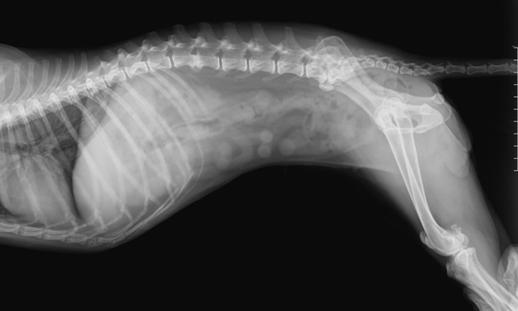 When to Stop Repeating Radiographs in Mechanical Bowel Obstruction