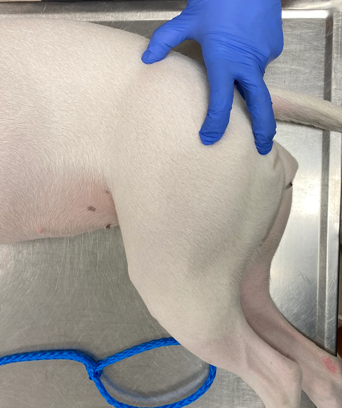 Hand over dorsal aspect of laterally recumbent dog’s hips with fingers and thumb over anatomic landmarks.