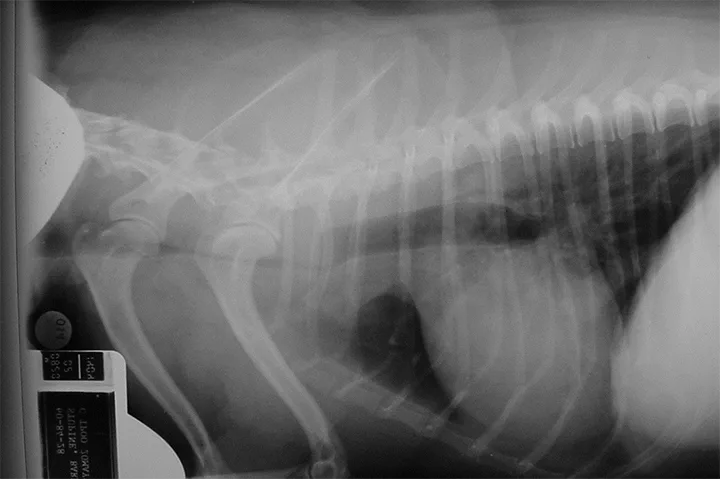 A lateral thoracic radiograph of dog showing narrowed airway circumference running through the thoracic inlet.