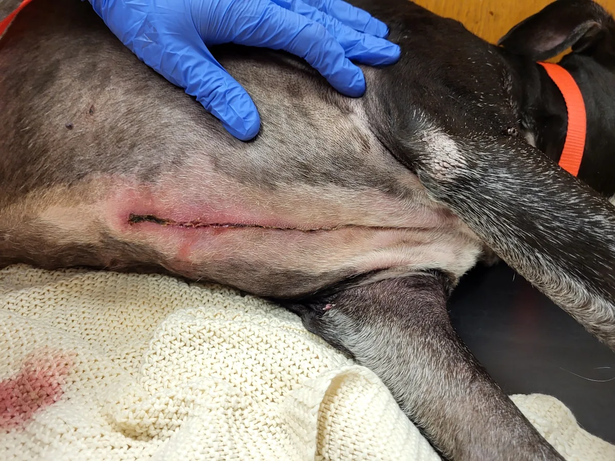 A dog is lying laterally, revealing a post-op ventral midline sternal incision with evidence of fluid discharge.