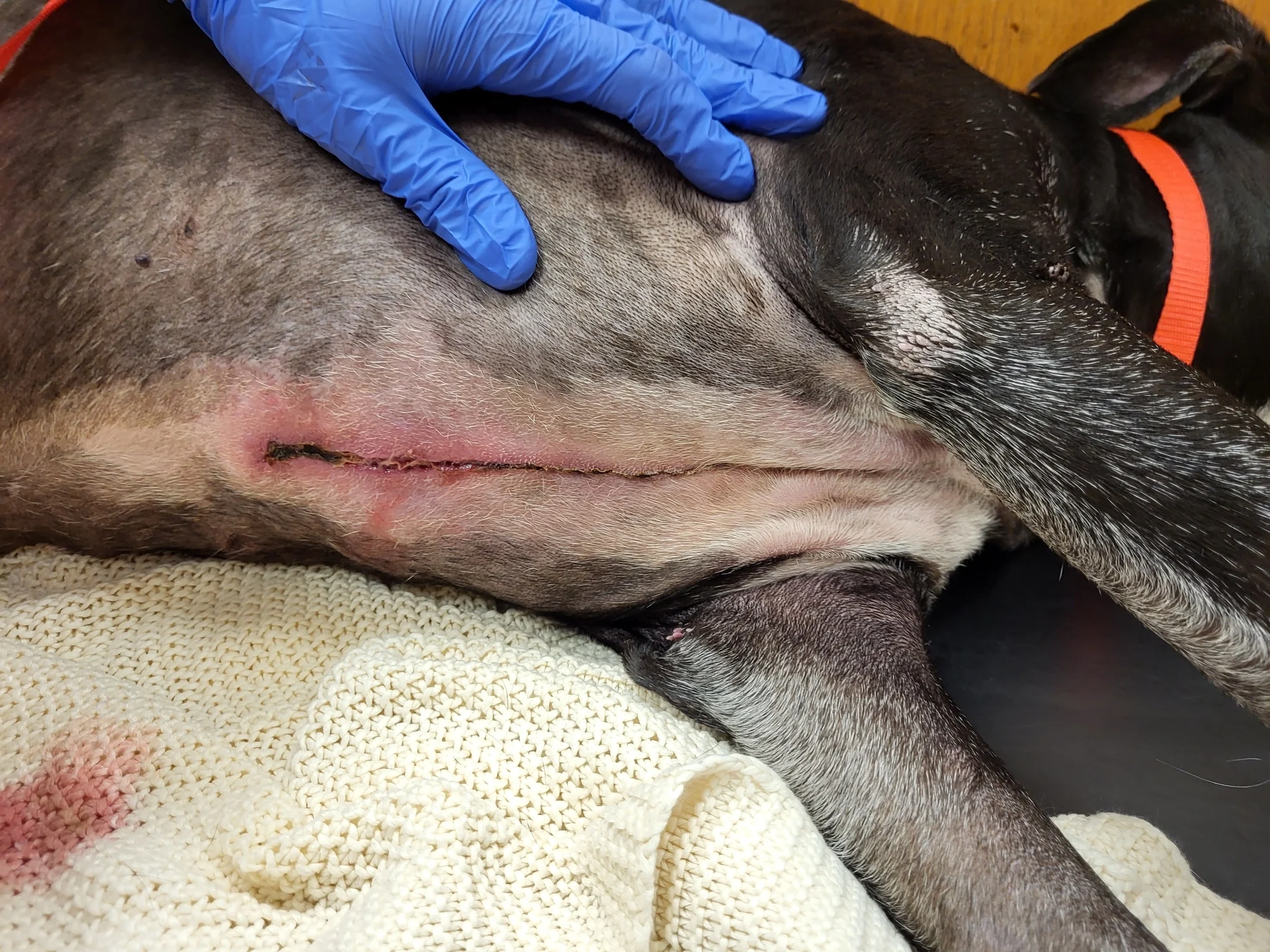 A dog is lying laterally, revealing a post-op ventral midline sternal incision with evidence of fluid discharge.