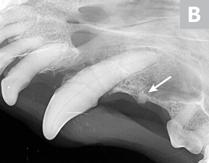 Three dental radiographs.